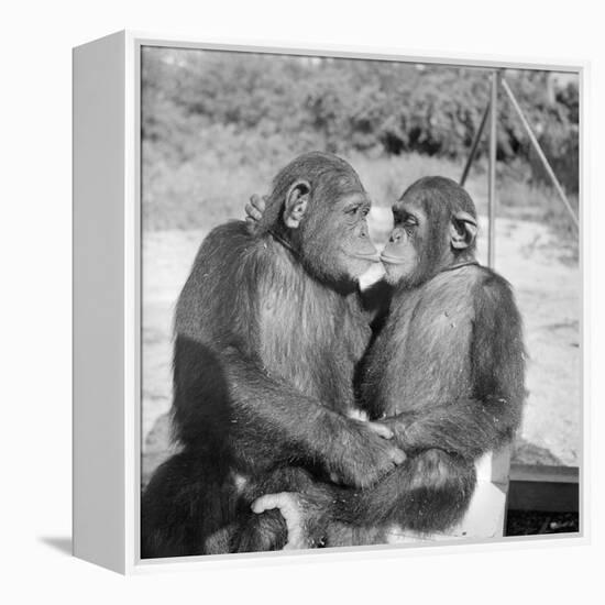 Two Chimpanzees Hugging-Michael J. Ackerman-Framed Premier Image Canvas