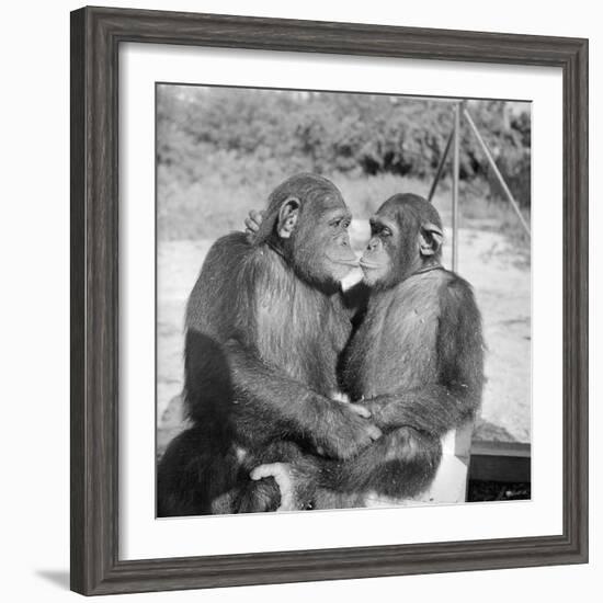 Two Chimpanzees Hugging-Michael J. Ackerman-Framed Photographic Print