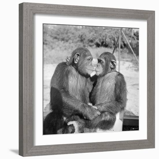 Two Chimpanzees Hugging-Michael J. Ackerman-Framed Photographic Print