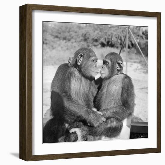 Two Chimpanzees Hugging-Michael J. Ackerman-Framed Photographic Print