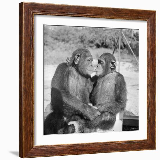 Two Chimpanzees Hugging-Michael J. Ackerman-Framed Photographic Print