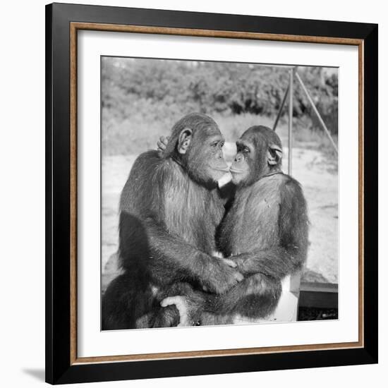 Two Chimpanzees Hugging-Michael J. Ackerman-Framed Photographic Print