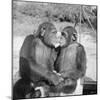 Two Chimpanzees Hugging-Michael J. Ackerman-Mounted Photographic Print