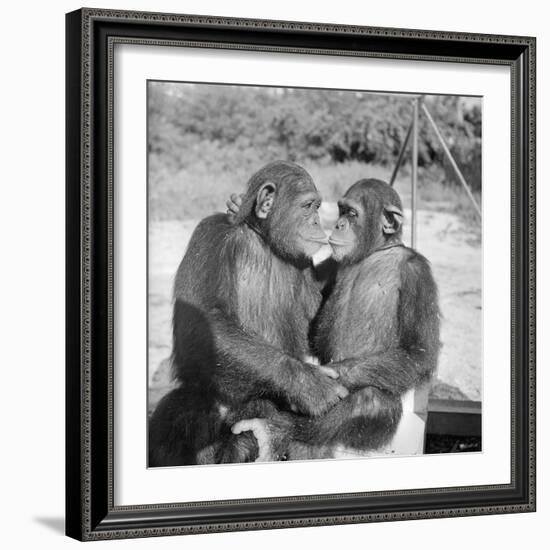 Two Chimpanzees Hugging-Michael J. Ackerman-Framed Photographic Print