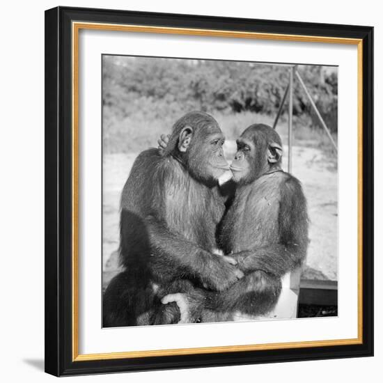 Two Chimpanzees Hugging-Michael J. Ackerman-Framed Photographic Print