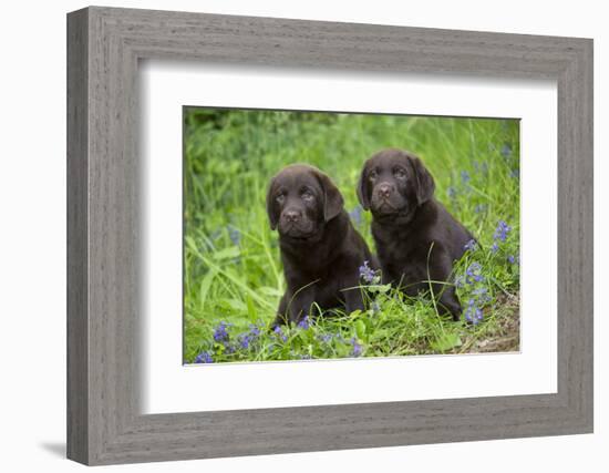 Two chocolate labrador puppies, Connecticut, USA-Lynn M. Stone-Framed Photographic Print
