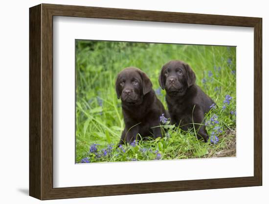 Two chocolate labrador puppies, Connecticut, USA-Lynn M. Stone-Framed Photographic Print