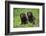 Two chocolate labrador puppies, Connecticut, USA-Lynn M. Stone-Framed Photographic Print