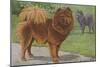 Two Chow Dogs Standing-Louis Agassiz Fuertes-Mounted Art Print