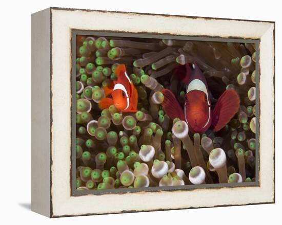 Two Clownfish Among Anemone Tentacles, Raja Ampat, Indonesia-null-Framed Premier Image Canvas