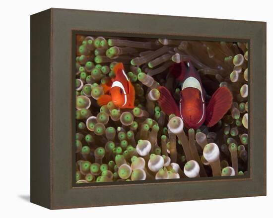 Two Clownfish Among Anemone Tentacles, Raja Ampat, Indonesia-null-Framed Premier Image Canvas