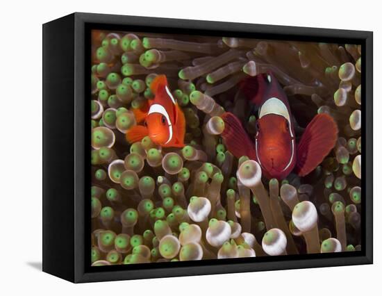 Two Clownfish Among Anemone Tentacles, Raja Ampat, Indonesia-null-Framed Premier Image Canvas