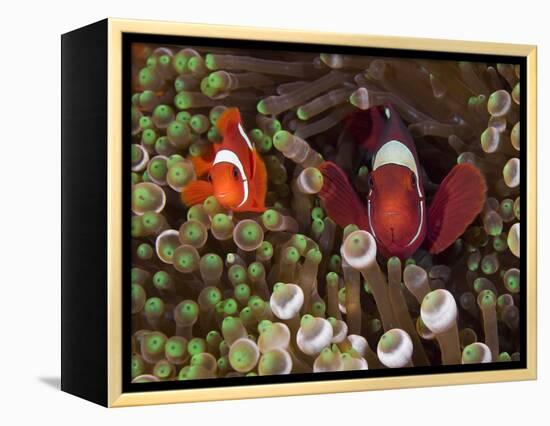 Two Clownfish Among Anemone Tentacles, Raja Ampat, Indonesia-null-Framed Premier Image Canvas