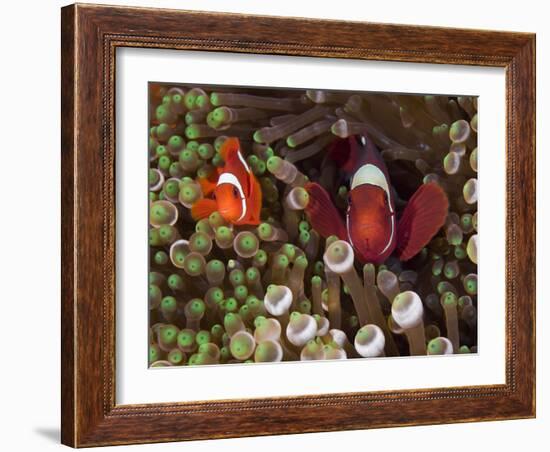 Two Clownfish Among Anemone Tentacles, Raja Ampat, Indonesia-null-Framed Photographic Print