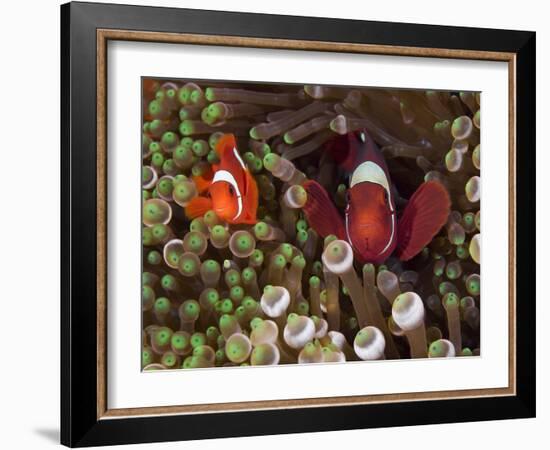 Two Clownfish Among Anemone Tentacles, Raja Ampat, Indonesia-null-Framed Photographic Print