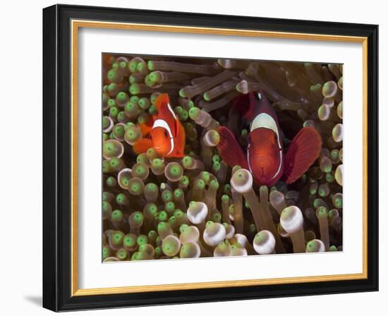 Two Clownfish Among Anemone Tentacles, Raja Ampat, Indonesia-null-Framed Photographic Print