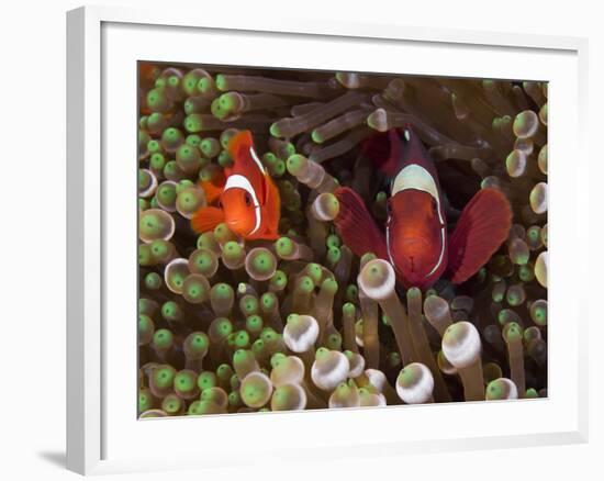 Two Clownfish Among Anemone Tentacles, Raja Ampat, Indonesia-null-Framed Photographic Print