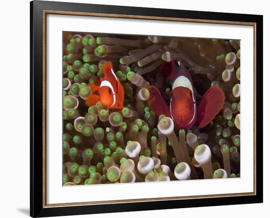 Two Clownfish Among Anemone Tentacles, Raja Ampat, Indonesia-null-Framed Photographic Print