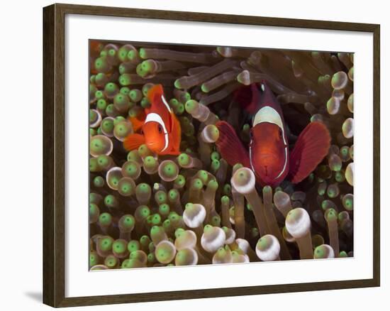 Two Clownfish Among Anemone Tentacles, Raja Ampat, Indonesia-null-Framed Photographic Print