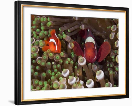 Two Clownfish Among Anemone Tentacles, Raja Ampat, Indonesia-null-Framed Photographic Print