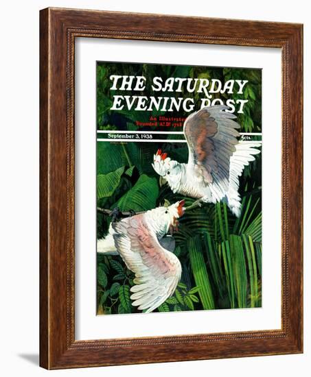 "Two Cockatoos," Saturday Evening Post Cover, September 3, 1938-Julius Moessel-Framed Giclee Print