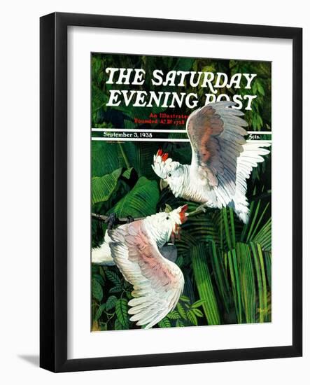 "Two Cockatoos," Saturday Evening Post Cover, September 3, 1938-Julius Moessel-Framed Giclee Print