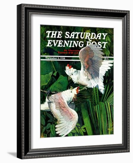 "Two Cockatoos," Saturday Evening Post Cover, September 3, 1938-Julius Moessel-Framed Giclee Print