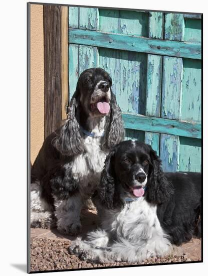 Two Cocker Spaniels in Front of an Old Southwestern Style Doorway, New Mexico, USA-Zandria Muench Beraldo-Mounted Photographic Print