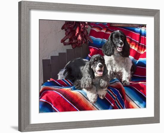 Two Cocker Spaniels Together on a Mexican Blanket, New Mexico, USA-Zandria Muench Beraldo-Framed Photographic Print