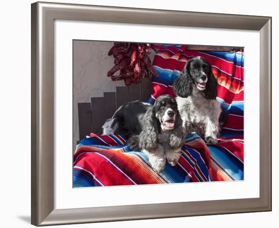 Two Cocker Spaniels Together on a Mexican Blanket, New Mexico, USA-Zandria Muench Beraldo-Framed Photographic Print