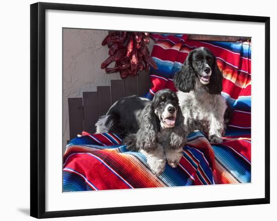 Two Cocker Spaniels Together on a Mexican Blanket, New Mexico, USA-Zandria Muench Beraldo-Framed Photographic Print