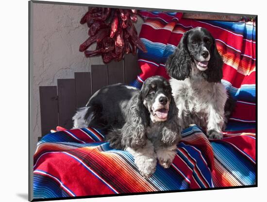 Two Cocker Spaniels Together on a Mexican Blanket, New Mexico, USA-Zandria Muench Beraldo-Mounted Photographic Print