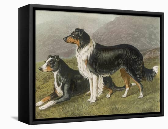 Two Collies, Rough and Smooth-Coated Tricolour-null-Framed Premier Image Canvas