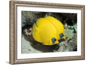 Two Common butterfly fish Red Sea, Egypt-Dan Burton-Framed Photographic Print