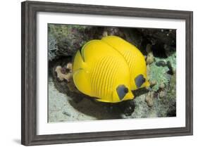 Two Common butterfly fish Red Sea, Egypt-Dan Burton-Framed Photographic Print