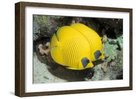 Two Common butterfly fish Red Sea, Egypt-Dan Burton-Framed Photographic Print