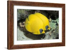 Two Common butterfly fish Red Sea, Egypt-Dan Burton-Framed Photographic Print