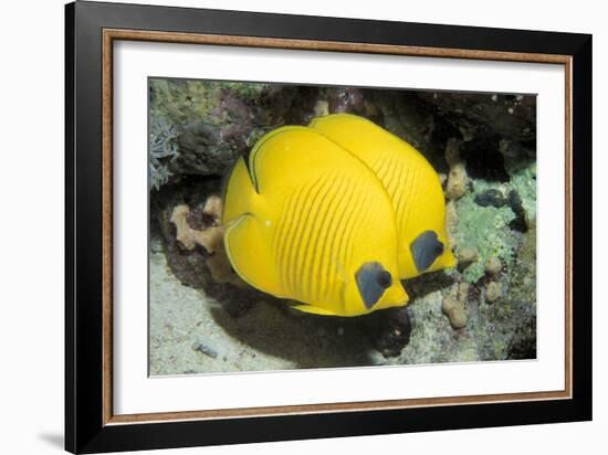 Two Common butterfly fish Red Sea, Egypt-Dan Burton-Framed Photographic Print