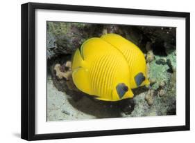 Two Common butterfly fish Red Sea, Egypt-Dan Burton-Framed Photographic Print