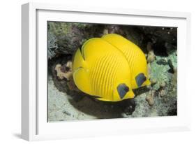 Two Common butterfly fish Red Sea, Egypt-Dan Burton-Framed Photographic Print