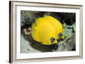 Two Common butterfly fish Red Sea, Egypt-Dan Burton-Framed Photographic Print