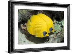 Two Common butterfly fish Red Sea, Egypt-Dan Burton-Framed Photographic Print