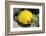 Two Common butterfly fish Red Sea, Egypt-Dan Burton-Framed Photographic Print