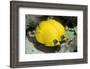 Two Common butterfly fish Red Sea, Egypt-Dan Burton-Framed Photographic Print