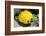 Two Common butterfly fish Red Sea, Egypt-Dan Burton-Framed Photographic Print