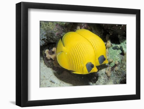 Two Common butterfly fish Red Sea, Egypt-Dan Burton-Framed Photographic Print