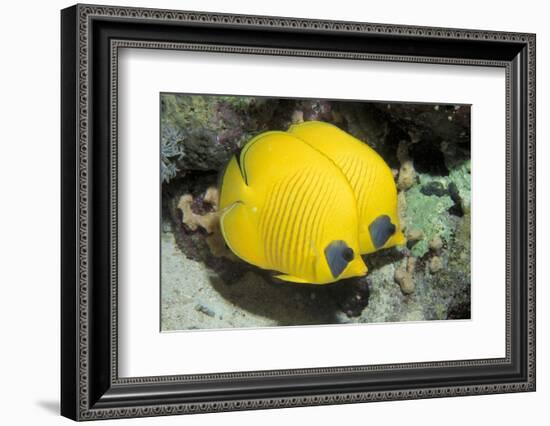 Two Common butterfly fish Red Sea, Egypt-Dan Burton-Framed Photographic Print