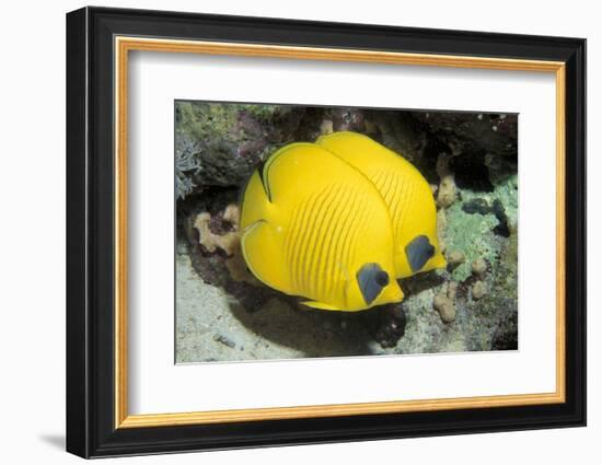 Two Common butterfly fish Red Sea, Egypt-Dan Burton-Framed Photographic Print