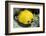 Two Common butterfly fish Red Sea, Egypt-Dan Burton-Framed Photographic Print