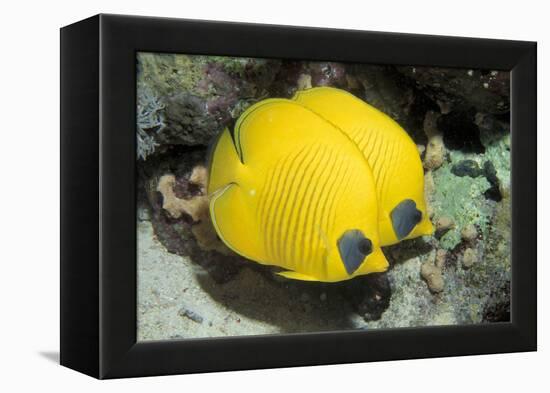 Two Common butterfly fish Red Sea, Egypt-Dan Burton-Framed Premier Image Canvas